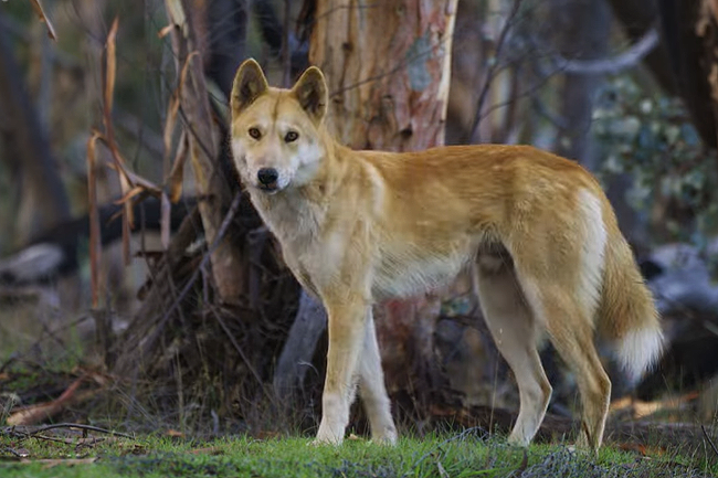 JEFF MCMULLEN: Living dangerously — the life of a dingo