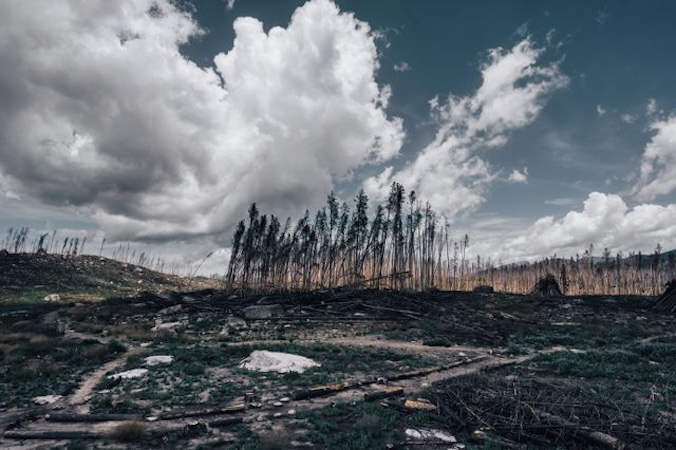 POEM: They're killing the trees