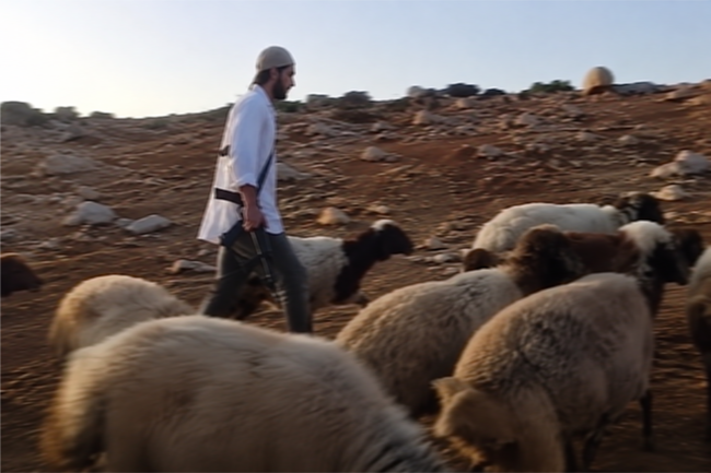 Israeli settlers weaponise animal cruelty to drive Palestinians from their land