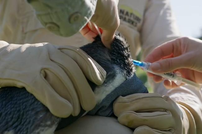 Australia’s bird flu crisis exposes dangerous gaps in wildlife protection