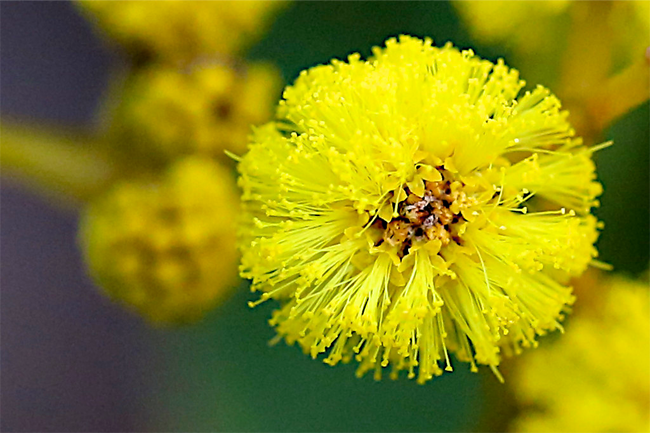 National Wattle Day celebrates Australia's golden symbol of democracy
