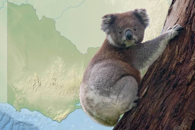 Victoria’s koala crisis hidden behind questionable numbers
