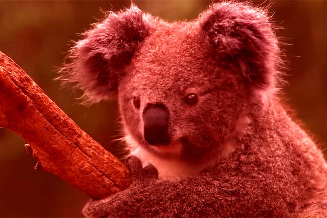 An Australia without koalas may be closer than we think