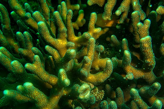 Coral spawning dredges up fears for Great Barrier Reef