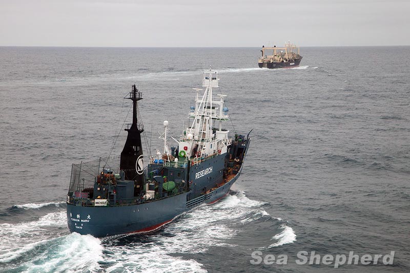 The Sea Shepherd’s coming of age