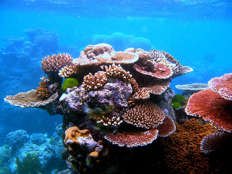 The Great Barrier Reef and rethinking national interest
