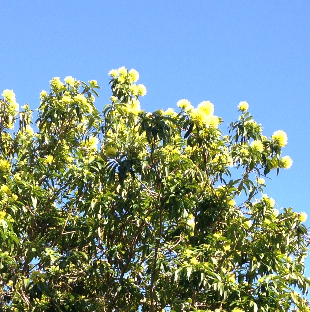 Australia’s future Republic Day — the 9th of May