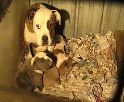 NSW Labor protects animals with Oscar's Law