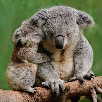 Koalas for coal: Will it come to this in NSW?