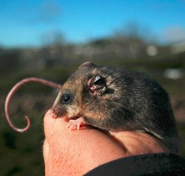 Meet the Australian wildlife most threatened by climate change