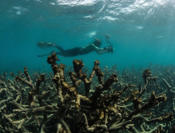 The Australian's Great Barrier Reef editorial: A misrepresention of science