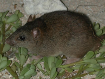 Climate change takes its first proven victim at Bramble Cay